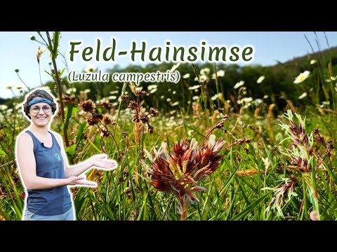 Feld-Hainsimse (Luzula campestris) - Artenporträt: Merkmale | Ökologie | Wissenswertes