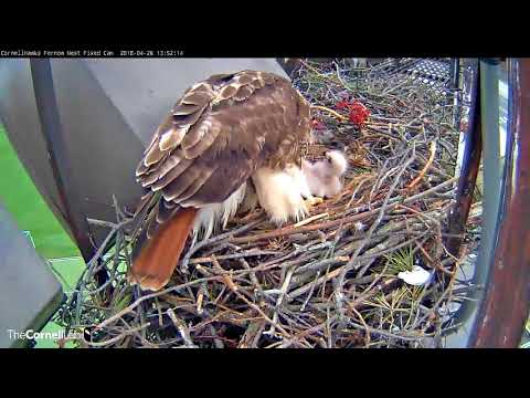 Egg #3 Hatches, Three Chicks In Cornell Hawks Nest! – April 26, 2018