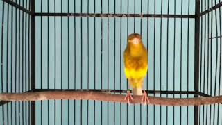Download lagu Kenari isian blackthroat dan sanger, durasi panjang suara jernih | kenari untuk masteran lovebird mp3