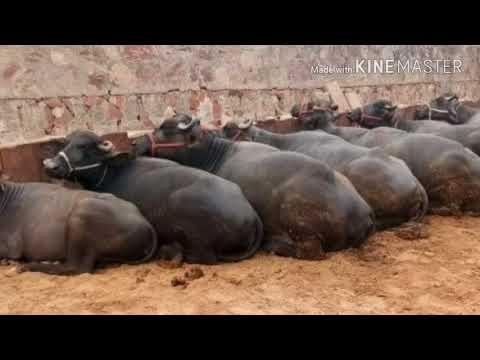Black 17 liter buffalo farm, average 3000 kg