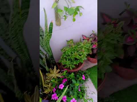 🌺🌺😍#home #love #plants #nature #song