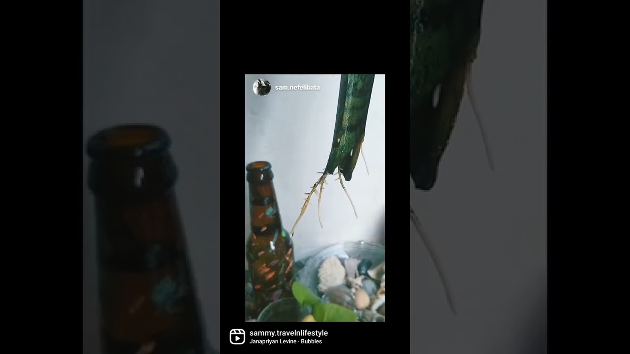 Propagating Snake Plant