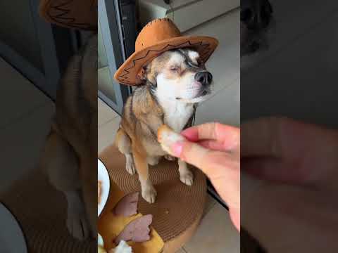 A dog with a calm and steady demeanor—you won’t know the joy of dog ownership until you ha
