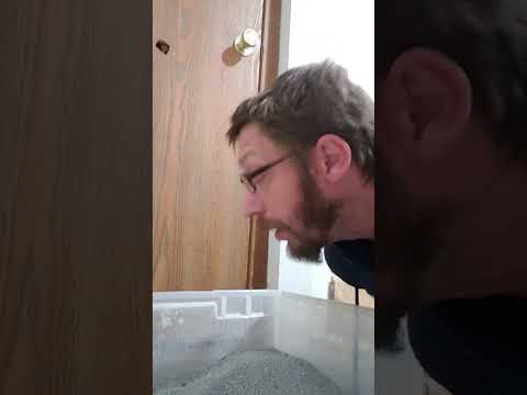 Chadeo Sniffs #cat Litter Box