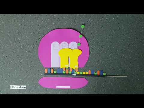 Die Translation (2020)