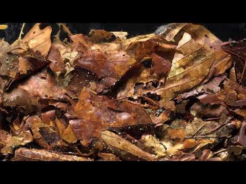 Bioturbation with and without soil fauna   YouTube