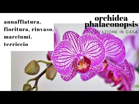 , title : 'coltivazione orchidea phalaenopsis in casa | rinvaso ,annaffiatura, fioritura, marciumi, terriccio'