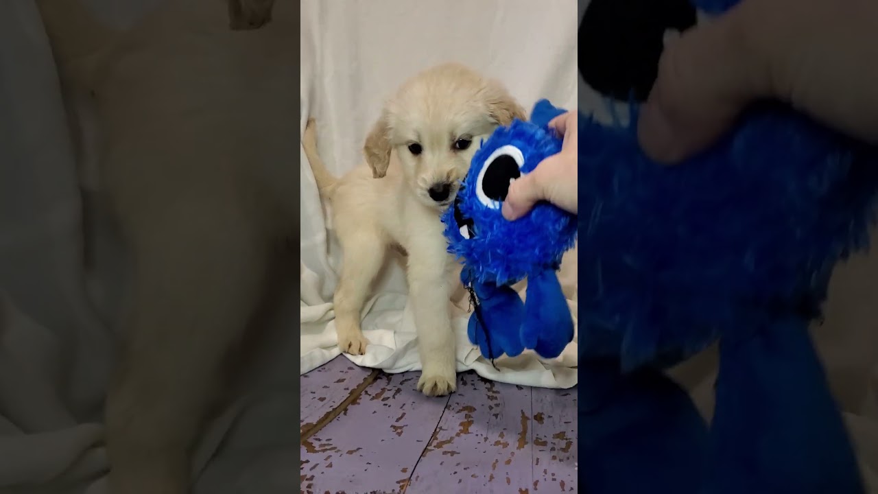 Enlarge Noah, an adopted mixed breed in Blairstown, NJ video 5/5