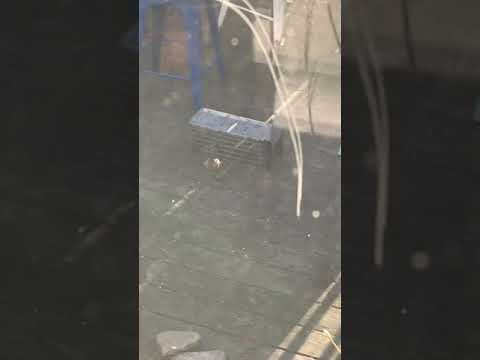 The Chipmunkinator - Multi-Catch Live Trap Works