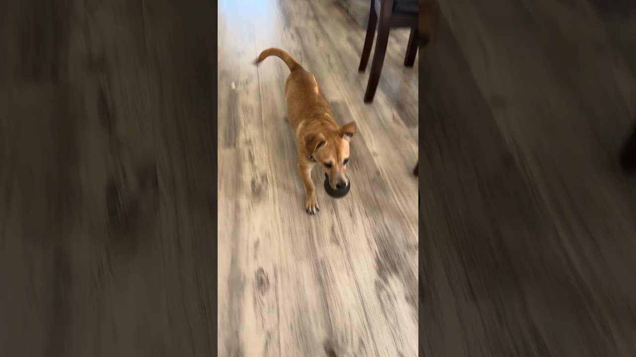 Enlarge Nala, an adopted mixed breed in Gainesville, VA video 6/6