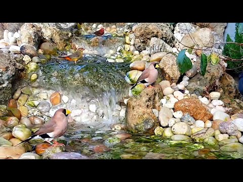 Amadinka maskovaná (Poephila personata) — Masked Grassfinch v aviáre, melodický spev samca a skupinové správanie