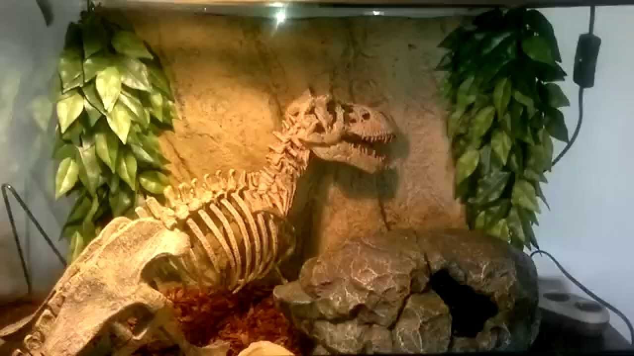 Aménagement d'un terrarium Exo Terra 60x45x45