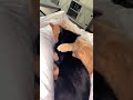 Orange Tabby And Tuxedo Cat Hugging Each Other ️ Shorts Cats Love