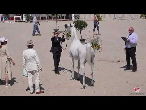 N 39 WEDDAD AL SHAHANIA   2020 Vichy   Championnat de France du Cheval Arabe   4 6 Years Old Mares C