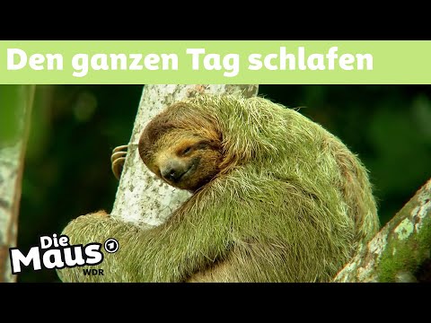 Sind Faultiere faul? | DieMaus | WDR