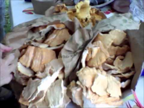 Clifftop Festival 2012  - Camp Wormy Part 1 - W. Va. Wild Mushrooms, Aviary and Trout