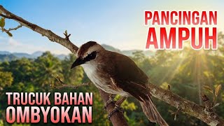 Download lagu TRUCUKAN BAHAN OMBYOKAN BELAJAR BUNYI..! pakai PANCINGAN ini trucuk JADI GACOR mp3