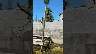 Download lagu Fish Hawk Blow Dart vs Iguana! #bwfilms #hunting #iguana mp3