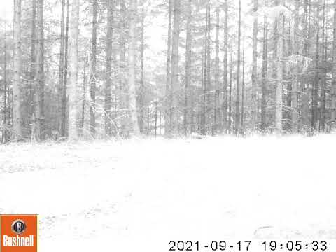 2021 09 17 0705PM 1  giantbull