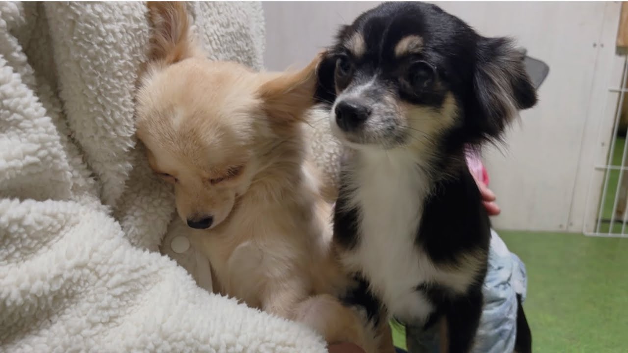 【保護犬】チワワ2匹をお迎えしました