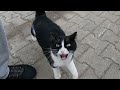 Tuxedo Cat Was Very Happy To See Me And Started Meowing Loudly