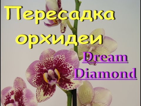 ОРХИДЕЯ phal.Dreаm Diamond:СЛАБОНЕРВНЫМ НЕ СМОТРЕТЬ,корни,ПЕРЕСАДКА.Привет Марине!