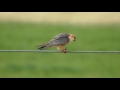 Falco cuculo (Falco vespertinus) Red-footed falcon