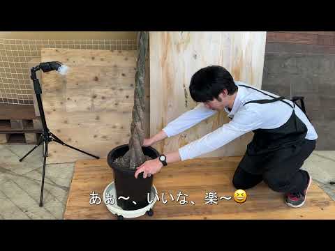 園芸 シャギータイム