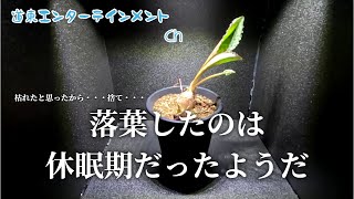 【観葉植物】知らずに廃棄するとこだった、枯れたと思った植物は休眠期だった