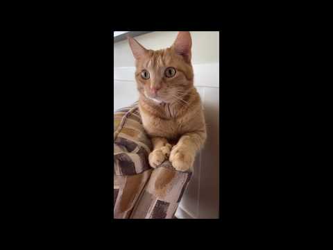 Funny Cat Video! Tiger's Island Dance Moves! Try not to Laugh! From "It's Time for Your Nap Tiger"!
