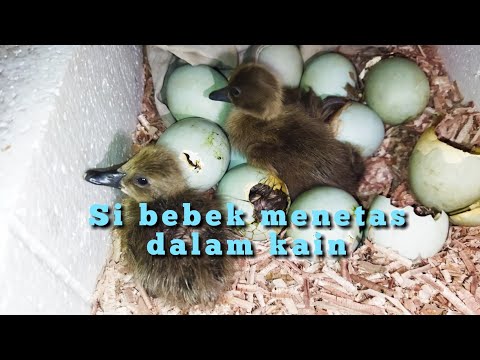 , title : 'review menetaskan telur bebek tanpa alat pengatur suhu(@ejt channel)'