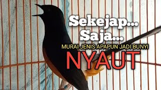 Download lagu PANCINGAN MURAI BATU agar Emosi lawan jadi BUNYI NYAUT GACOR BONGKAR MATERI ISIAN  mp3