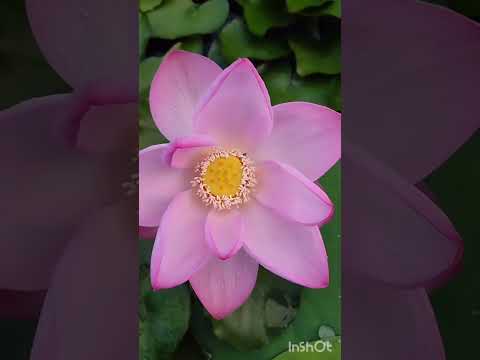 Vennela Kurisye..Sharada Raathiri Pleasant Song with the #beautiful  #nature 