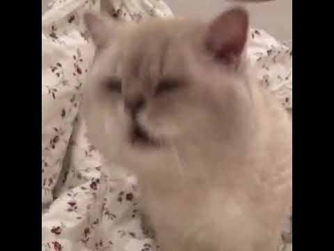 Cat Tries to Meow While Shaking Head - 1035268