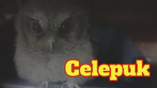 Download lagu Suara Burung Hantu Celepuk mp3 Download lagu Suara Burung Hantu Celepuk mp3