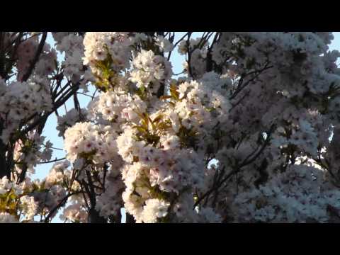 Frühlingserwachen  - mit Entspannungsmusik von Dr. Arnd Stein