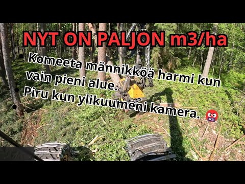 Kova puusto pienellä mänty kuviolla. Poistuma 262 m3 ja pinta-ala 0,4 ha. Ponsse Scorpion K H7 AC FC