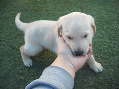 Piglet at 5 weeks of age