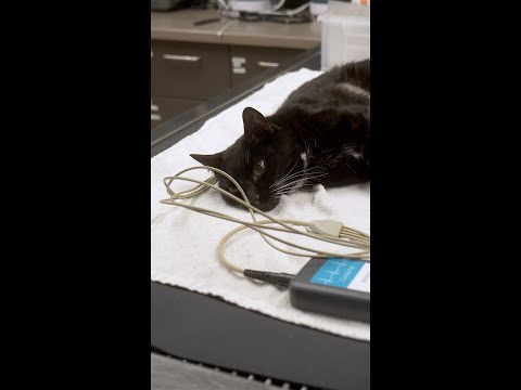 Focused Care for Your Fur Family Member - One Patient at a Time