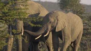 UCLA professor Tingley and PhD student Spence, win 2019 Ecography Award for Excellence in Ecology and Evolution