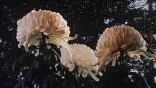 「あつもの 杢平の秋」の動画