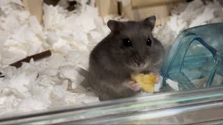 おやつを食べるジャンガリアン。