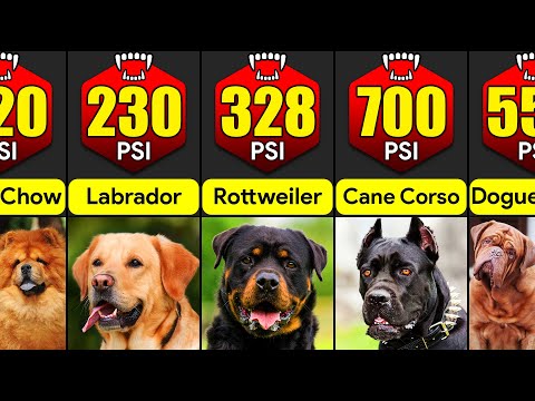What Breeds Of Dogs Have The Strongest Bite? | Comparison