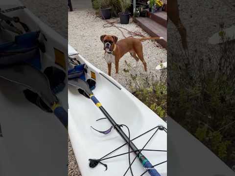 Surfski & boxer puppy! #surfski #boxerpuppy #funnydog #doglove