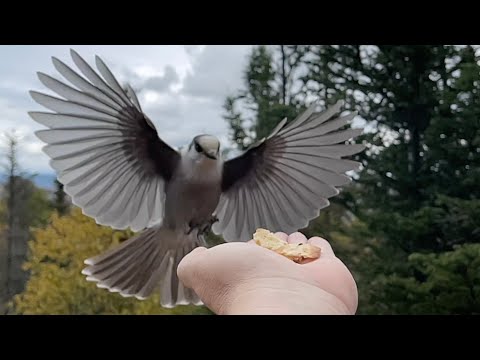 Hand-Feeding ✋🏻 Gray Jays 🐦🐦 in  Slow Motion  in Eustis ⛰ Maine 🌲 (🎵 "I Want to Know What Love Is")