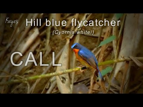 Niltava pahorková (Cyornis whitei) — hlas a správanie v prírode