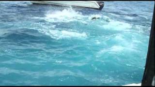 Cows flying Video by PSFL