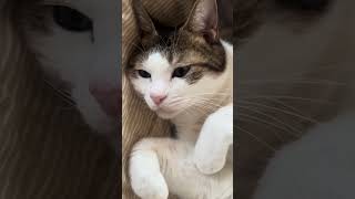 2026年8月30日 今日のしーちゃんฅ^•ω•^ฅ