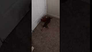 I'm the quarterback: dog plays football