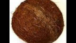 Die Affen rasen durch den Wald